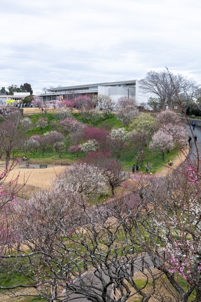 はままつフラワーパーク、梅、3月春の花、静岡県浜松市の観光・撮影スポットの画像と写真