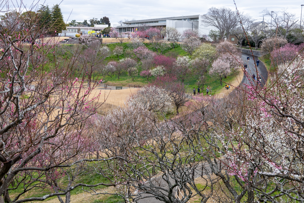 はままつフラワーパーク、梅、3月春の花、静岡県浜松市の観光・撮影スポットの画像と写真