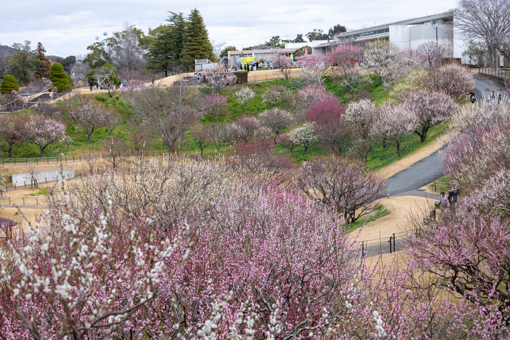 はままつフラワーパーク、梅、3月春の花、静岡県浜松市の観光・撮影スポットの画像と写真