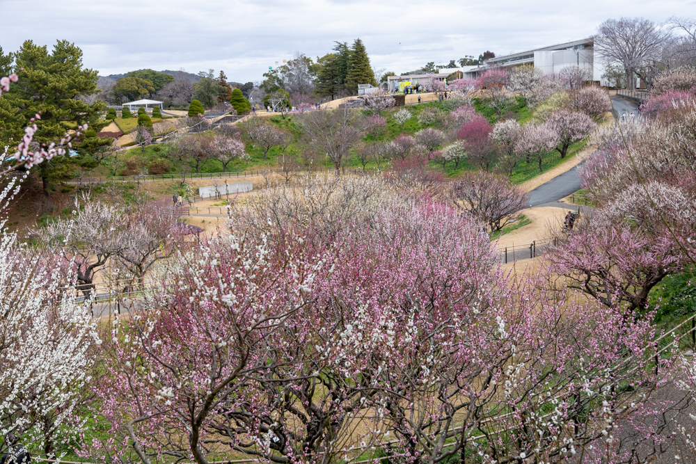 はままつフラワーパーク、梅、3月春の花、静岡県浜松市の観光・撮影スポットの画像と写真