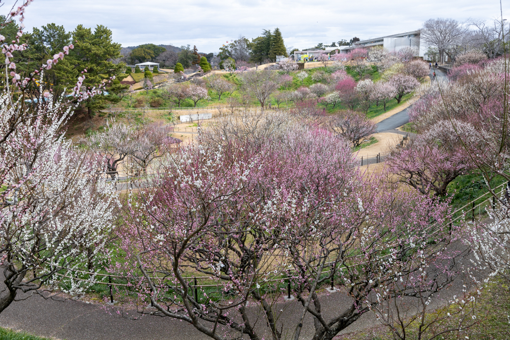 はままつフラワーパーク、梅、3月春の花、静岡県浜松市の観光・撮影スポットの画像と写真