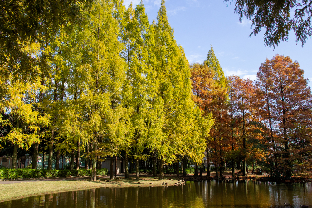 神宮東公園、メタセコイア、10月秋、名古屋市熱田区の観光・撮影スポットの名所