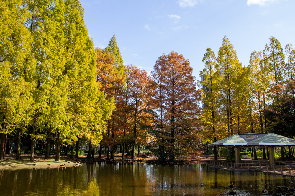 神宮東公園、メタセコイア、10月秋、名古屋市熱田区の観光・撮影スポットの名所