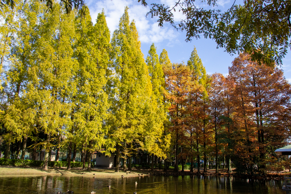 神宮東公園、メタセコイア、10月秋、名古屋市熱田区の観光・撮影スポットの名所