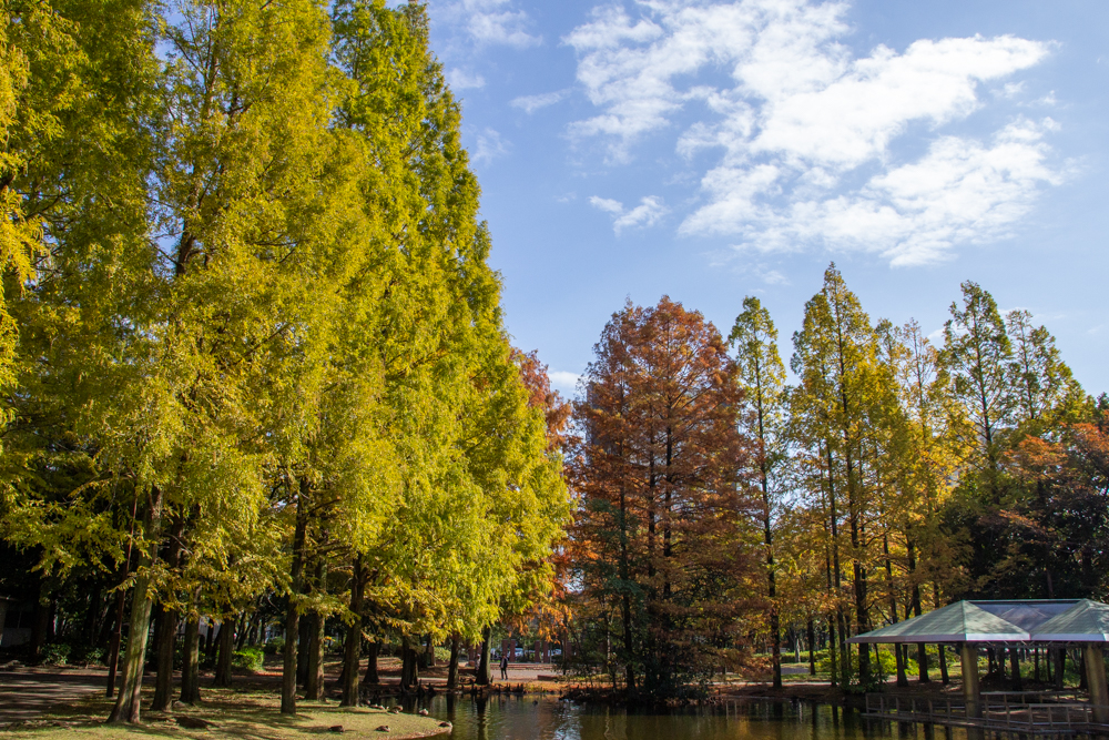 神宮東公園、メタセコイア、10月秋、名古屋市熱田区の観光・撮影スポットの名所