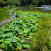 名城公園　ハス　7月の夏の花　名古屋市北区の観光・撮影スポットの画像と写真