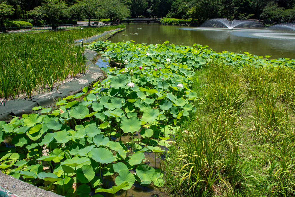 名城公園　ハス　7月の夏の花　名古屋市北区の観光・撮影スポットの画像と写真