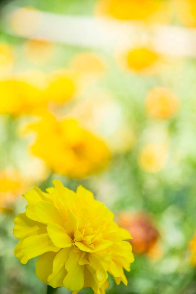 名城公園　7月の夏の花　名古屋市北区の観光・撮影スポットの画像と写真