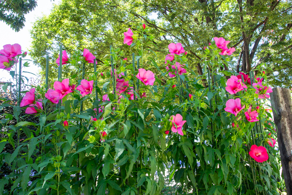 名城公園　7月の夏の花　名古屋市北区の観光・撮影スポットの画像と写真