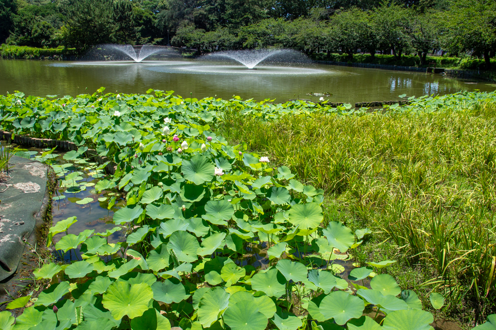 名城公園　ハス　7月の夏の花　名古屋市北区の観光・撮影スポットの画像と写真