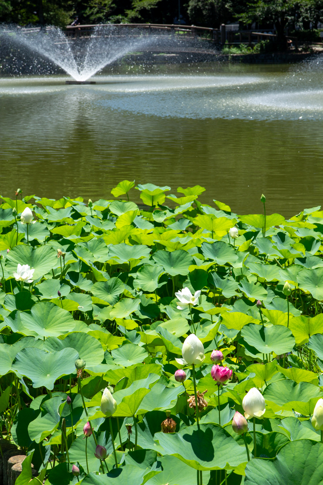 名城公園　ハス　7月の夏の花　名古屋市北区の観光・撮影スポットの画像と写真