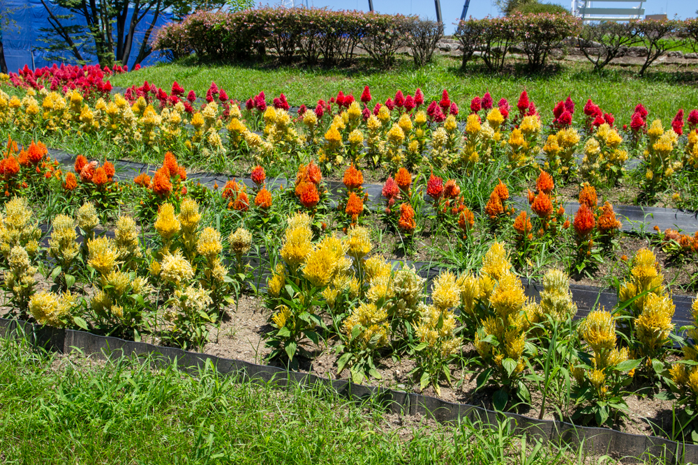 名城公園　7月の夏の花　名古屋市北区の観光・撮影スポットの画像と写真