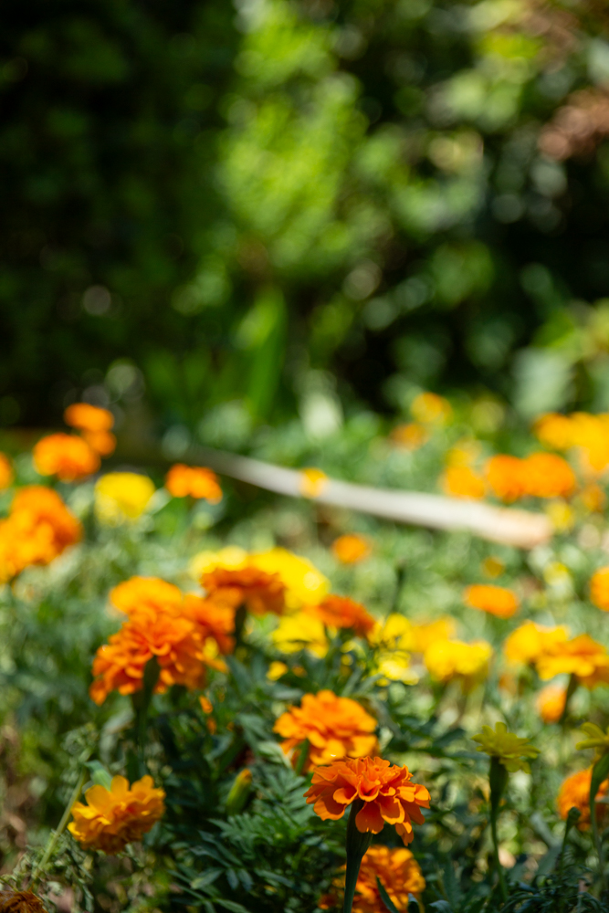 名城公園　7月の夏の花　名古屋市北区の観光・撮影スポットの画像と写真