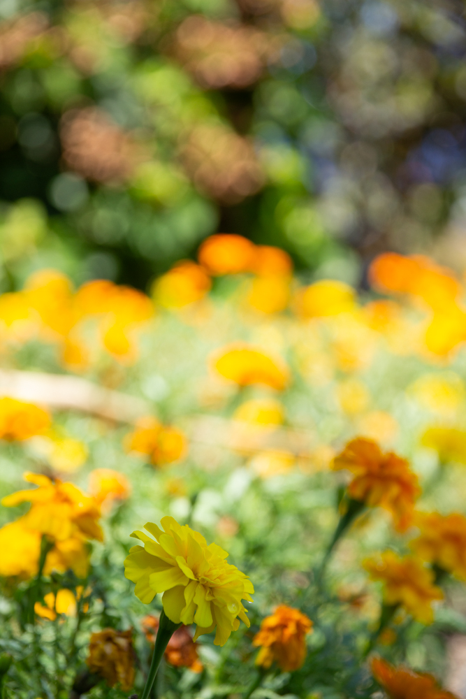 名城公園　7月の夏の花　名古屋市北区の観光・撮影スポットの画像と写真