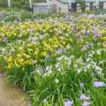 大清水花しょうぶ園、6月夏の花、愛知県豊橋市の観光・撮影スポットの名所