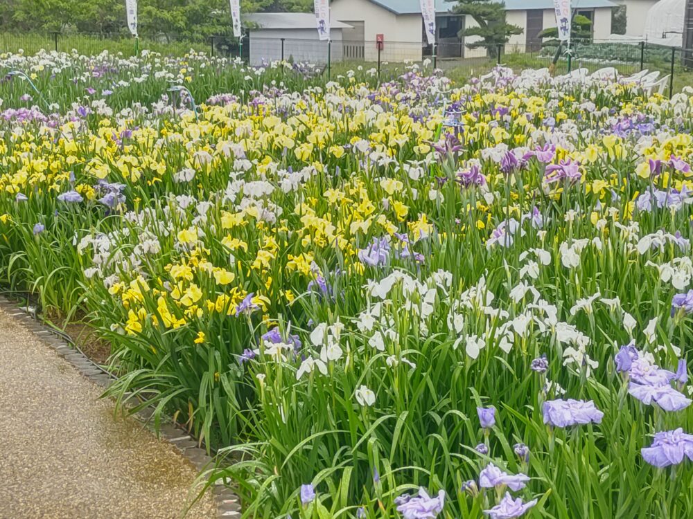 大清水花しょうぶ園、6月夏の花、愛知県豊橋市の観光・撮影スポットの名所