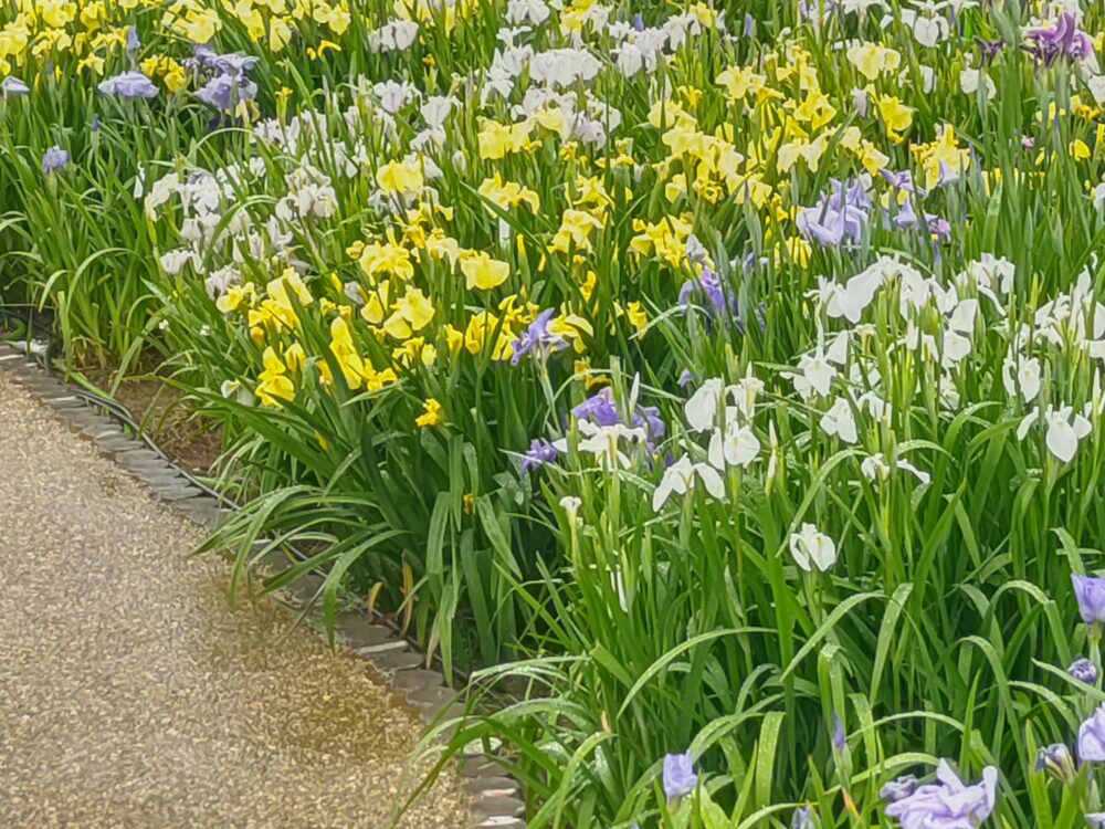 大清水花しょうぶ園、6月夏の花、愛知県豊橋市の観光・撮影スポットの名所