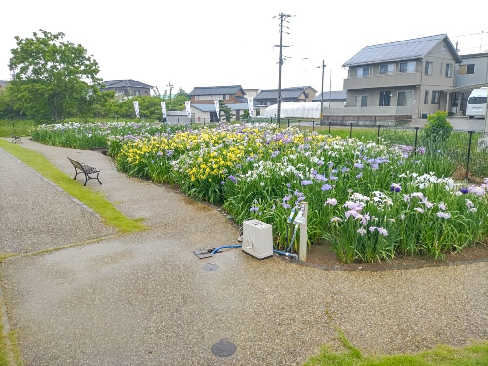 大清水花しょうぶ園、6月夏の花、愛知県豊橋市の観光・撮影スポットの名所
