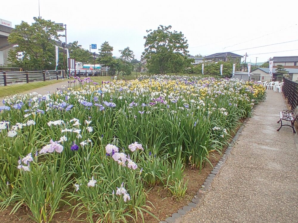 大清水花しょうぶ園、6月夏の花、愛知県豊橋市の観光・撮影スポットの名所