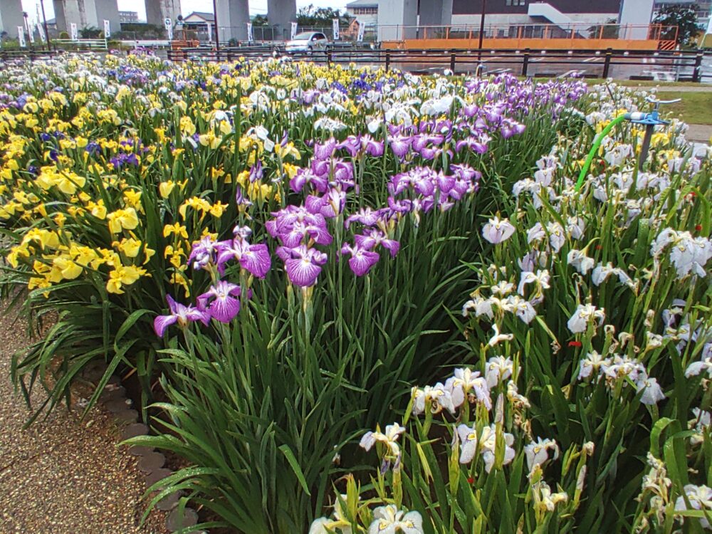 大清水花しょうぶ園、6月夏の花、愛知県豊橋市の観光・撮影スポットの名所