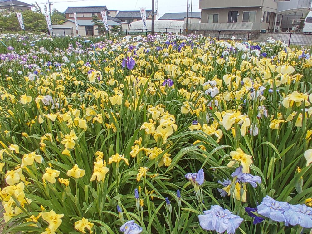 大清水花しょうぶ園、6月夏の花、愛知県豊橋市の観光・撮影スポットの名所