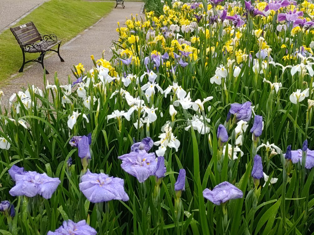 大清水花しょうぶ園、6月夏の花、愛知県豊橋市の観光・撮影スポットの名所