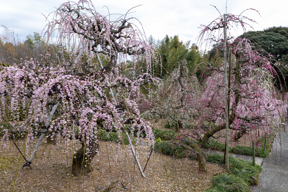 大草山 昇竜しだれ梅園、梅、3月春の花、静岡県浜松市の観光・撮影スポットの画像と写真