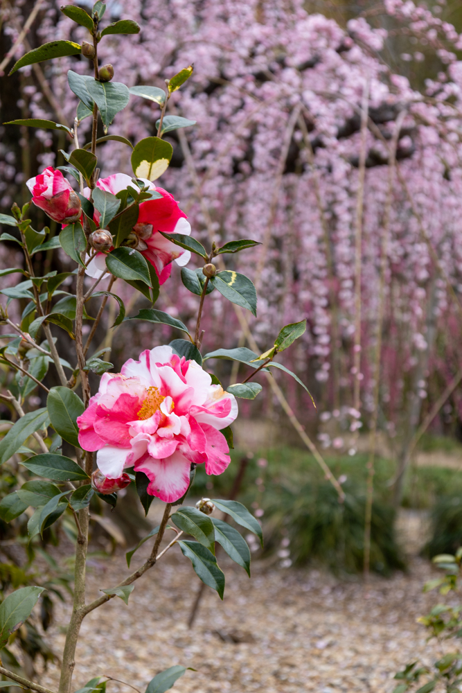 大草山 昇竜しだれ梅園、梅、3月春の花、静岡県浜松市の観光・撮影スポットの画像と写真