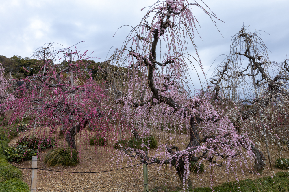 大草山 昇竜しだれ梅園、梅、3月春の花、静岡県浜松市の観光・撮影スポットの画像と写真