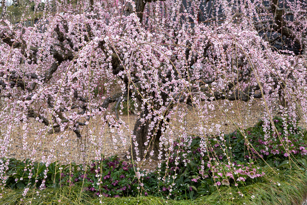 大草山 昇竜しだれ梅園、梅、3月春の花、静岡県浜松市の観光・撮影スポットの画像と写真