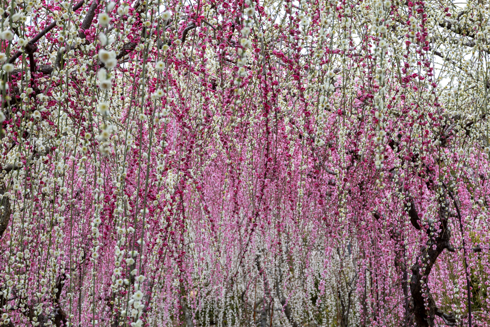 大草山 昇竜しだれ梅園、梅、3月春の花、静岡県浜松市の観光・撮影スポットの画像と写真