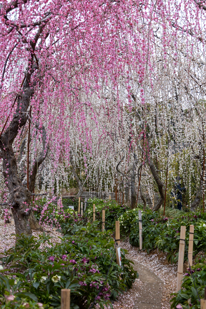 大草山 昇竜しだれ梅園、梅、3月春の花、静岡県浜松市の観光・撮影スポットの画像と写真