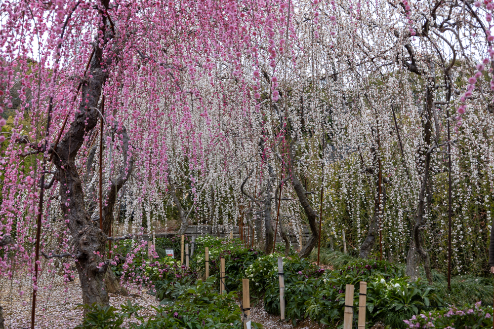 大草山 昇竜しだれ梅園、梅、3月春の花、静岡県浜松市の観光・撮影スポットの画像と写真