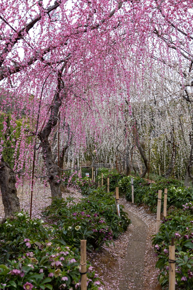 大草山 昇竜しだれ梅園、梅、3月春の花、静岡県浜松市の観光・撮影スポットの画像と写真