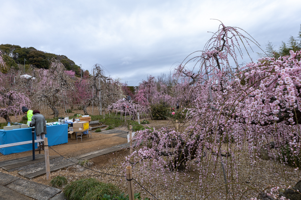 大草山 昇竜しだれ梅園、梅、3月春の花、静岡県浜松市の観光・撮影スポットの画像と写真