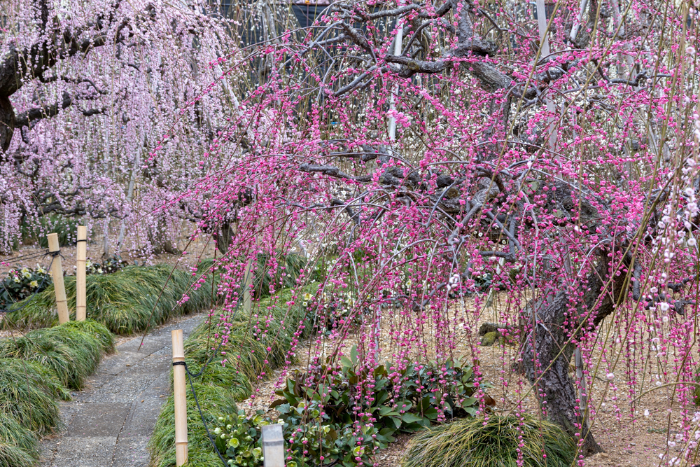 大草山 昇竜しだれ梅園、梅、3月春の花、静岡県浜松市の観光・撮影スポットの画像と写真