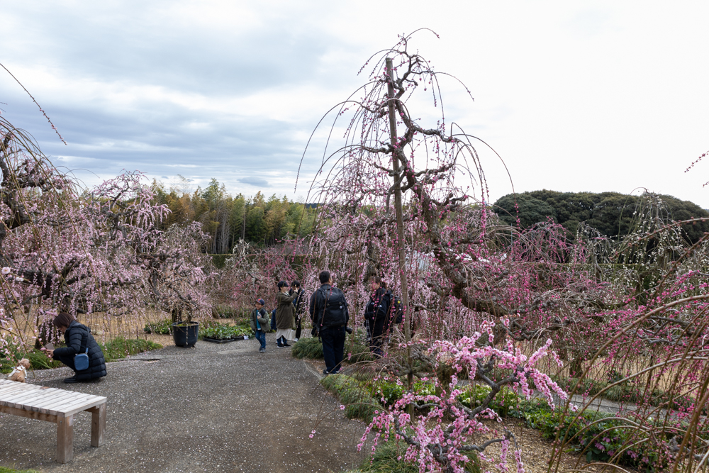 大草山 昇竜しだれ梅園、梅、3月春の花、静岡県浜松市の観光・撮影スポットの画像と写真