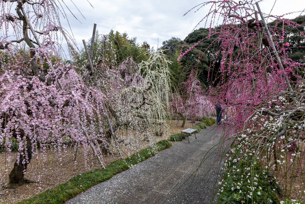 大草山 昇竜しだれ梅園、梅、3月春の花、静岡県浜松市の観光・撮影スポットの画像と写真