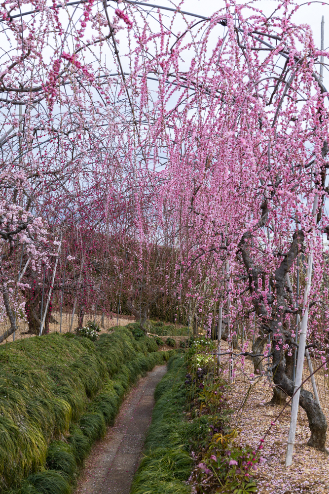 大草山 昇竜しだれ梅園、梅、3月春の花、静岡県浜松市の観光・撮影スポットの画像と写真