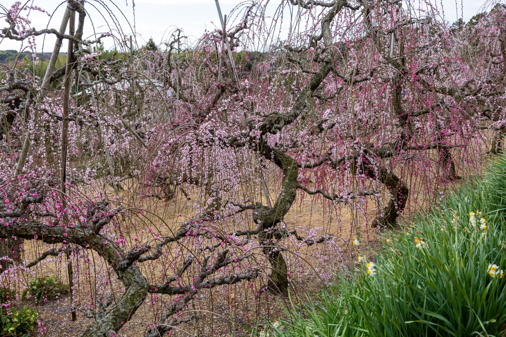 大草山 昇竜しだれ梅園、梅、3月春の花、静岡県浜松市の観光・撮影スポットの画像と写真