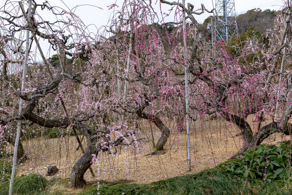 大草山 昇竜しだれ梅園、梅、3月春の花、静岡県浜松市の観光・撮影スポットの画像と写真