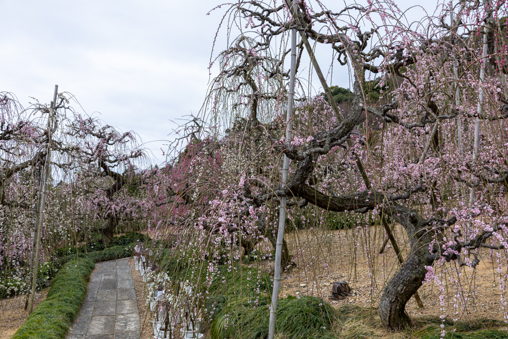 大草山 昇竜しだれ梅園、梅、3月春の花、静岡県浜松市の観光・撮影スポットの画像と写真