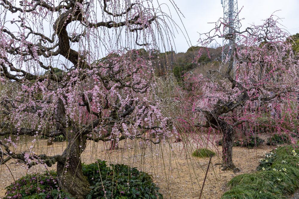 大草山 昇竜しだれ梅園、梅、3月春の花、静岡県浜松市の観光・撮影スポットの画像と写真