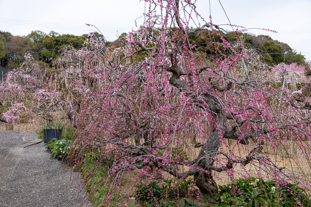 大草山 昇竜しだれ梅園、梅、3月春の花、静岡県浜松市の観光・撮影スポットの画像と写真