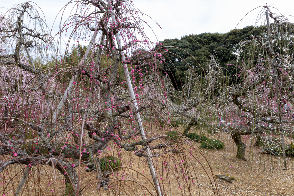 大草山 昇竜しだれ梅園、梅、3月春の花、静岡県浜松市の観光・撮影スポットの画像と写真