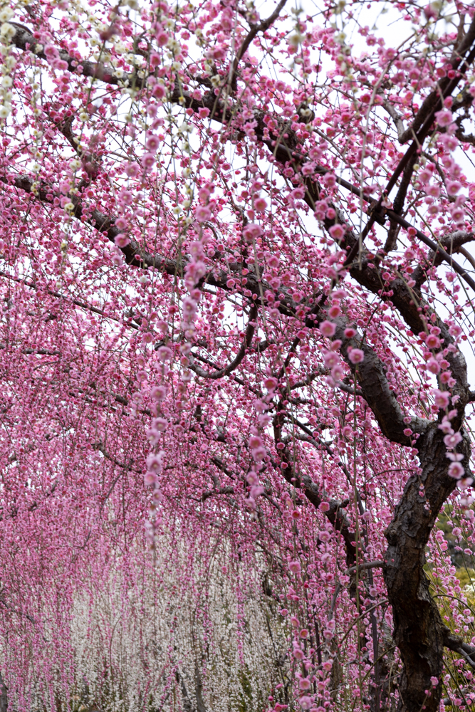 大草山 昇竜しだれ梅園、梅、3月春の花、静岡県浜松市の観光・撮影スポットの画像と写真