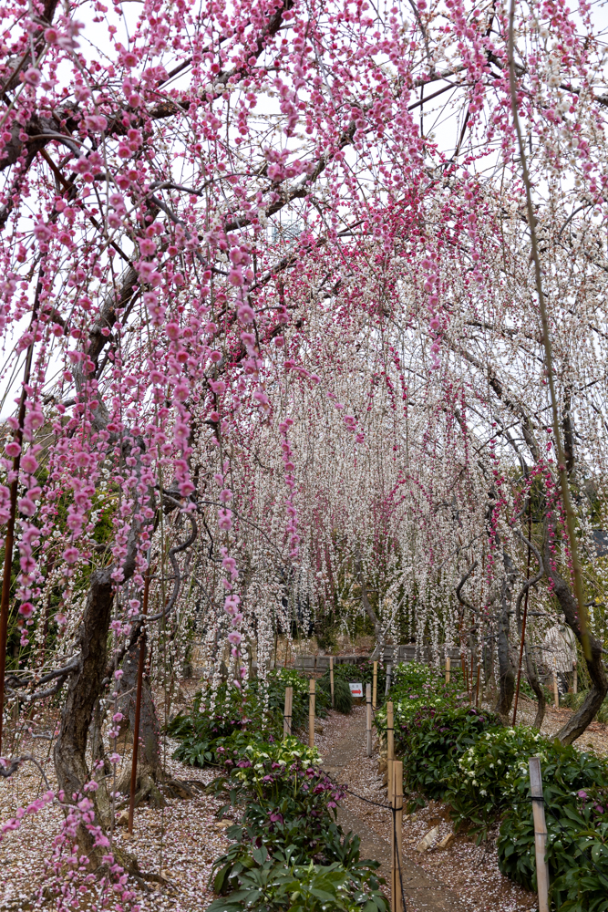 大草山 昇竜しだれ梅園、梅、3月春の花、静岡県浜松市の観光・撮影スポットの画像と写真