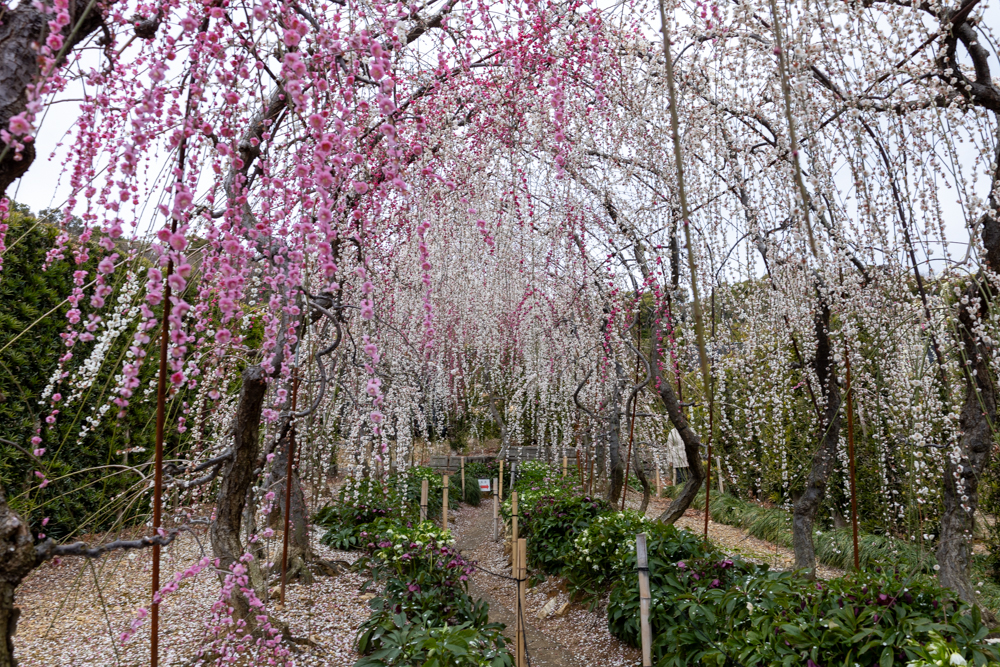 大草山 昇竜しだれ梅園、梅、3月春の花、静岡県浜松市の観光・撮影スポットの画像と写真