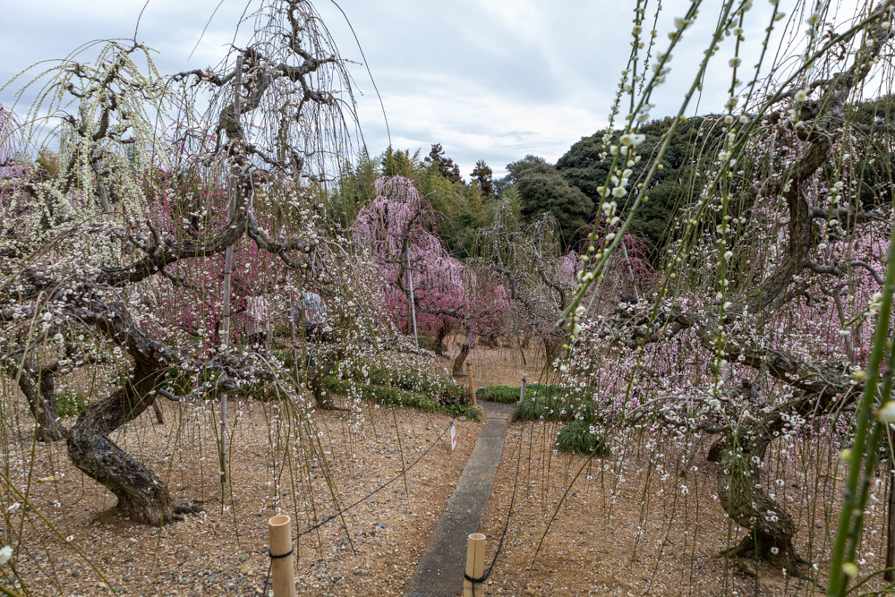 大草山 昇竜しだれ梅園、梅、3月春の花、静岡県浜松市の観光・撮影スポットの画像と写真