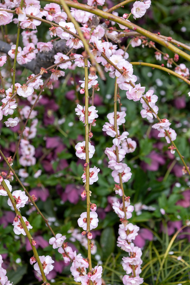 大草山 昇竜しだれ梅園、梅、3月春の花、静岡県浜松市の観光・撮影スポットの画像と写真